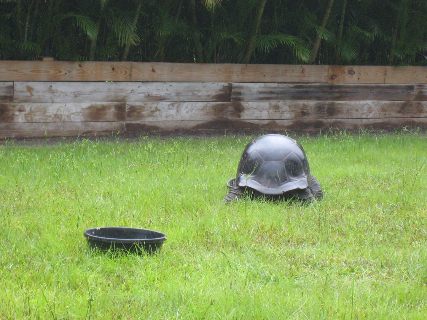 ALDABRA BREEDER