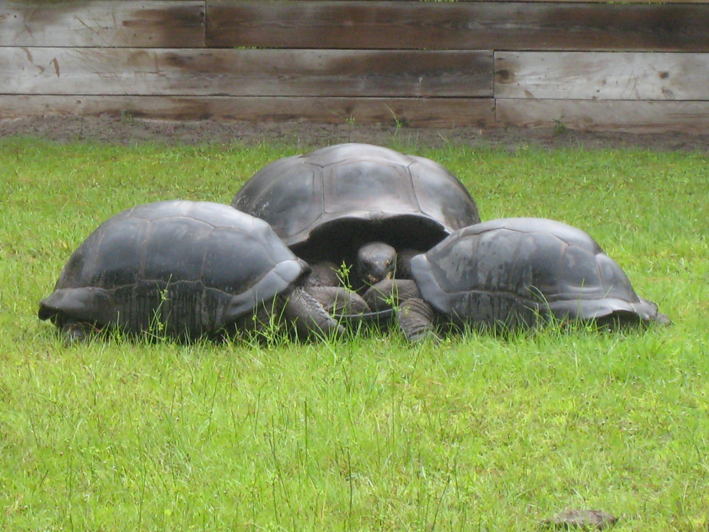 ALDABRA BREEDER