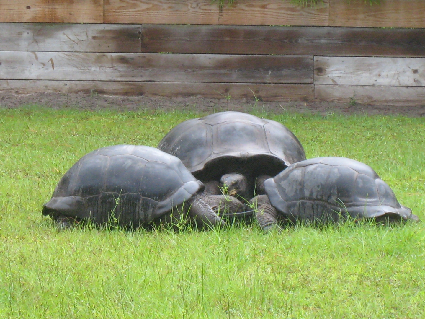 ALDABRA BREEDER