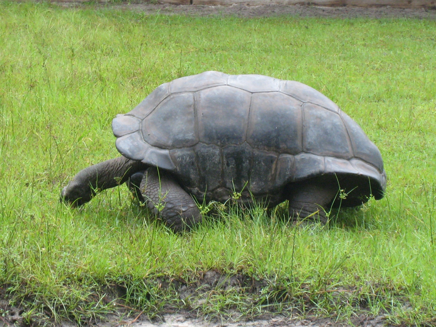 ALDABRA BREEDER