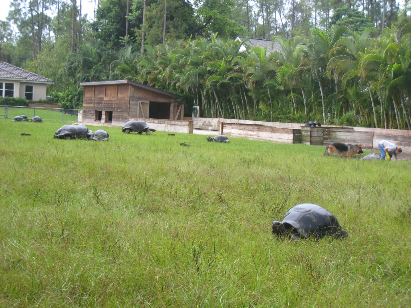 ALDABRA BREEDER
