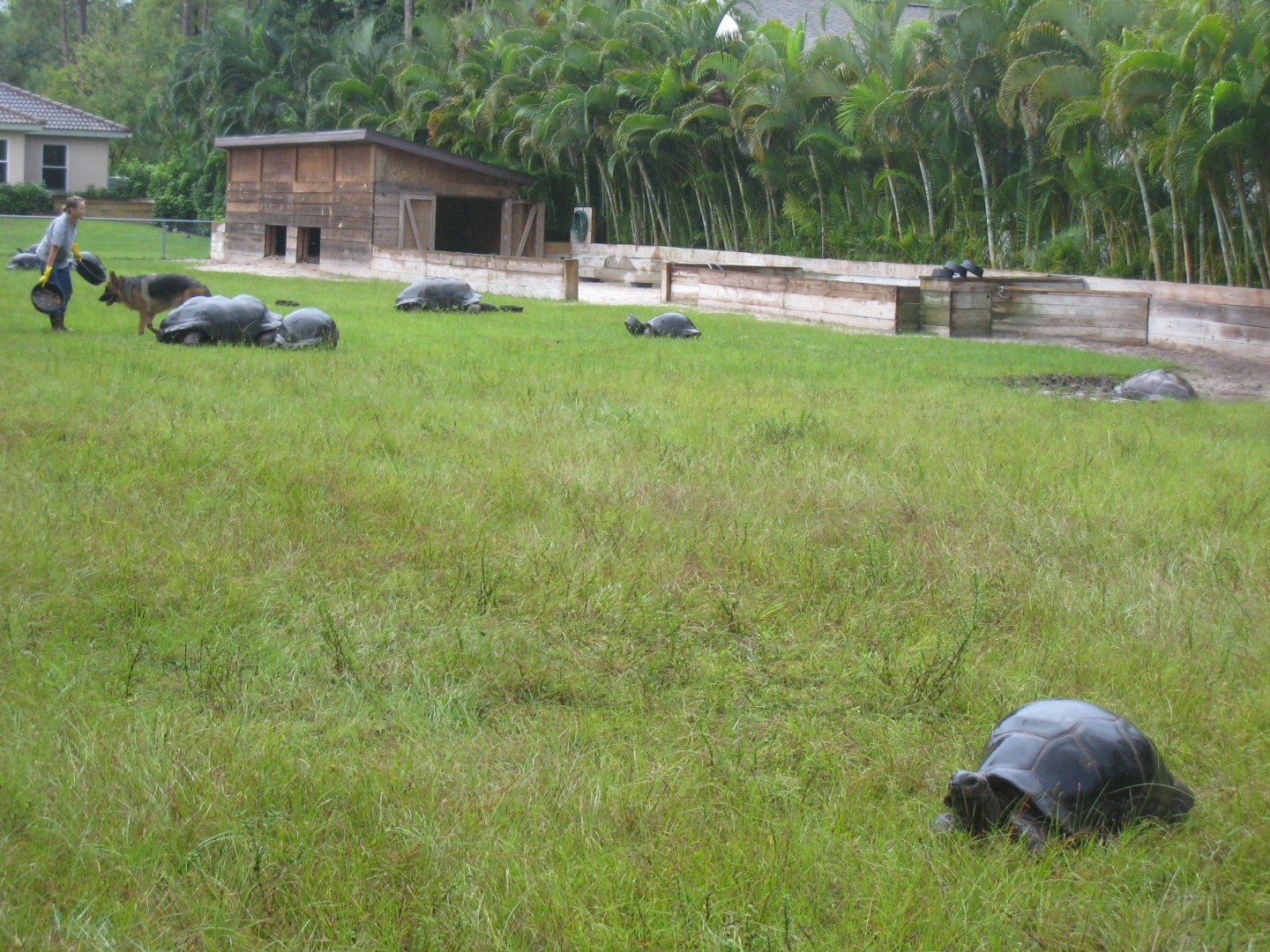 ALDABRA BREEDER