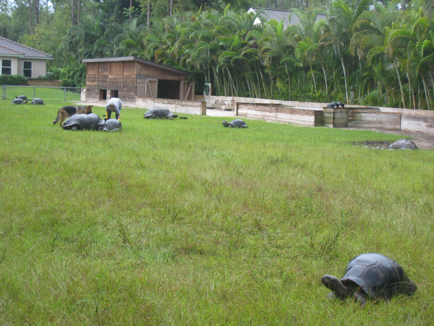 ALDABRA BREEDER
