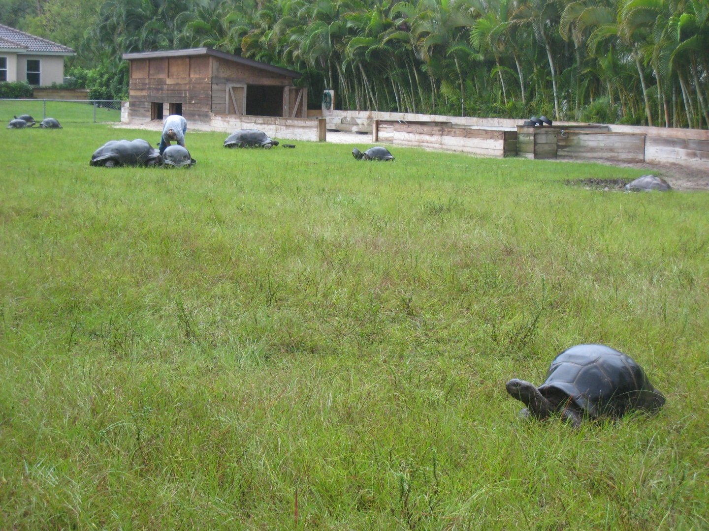 ALDABRA BREEDER