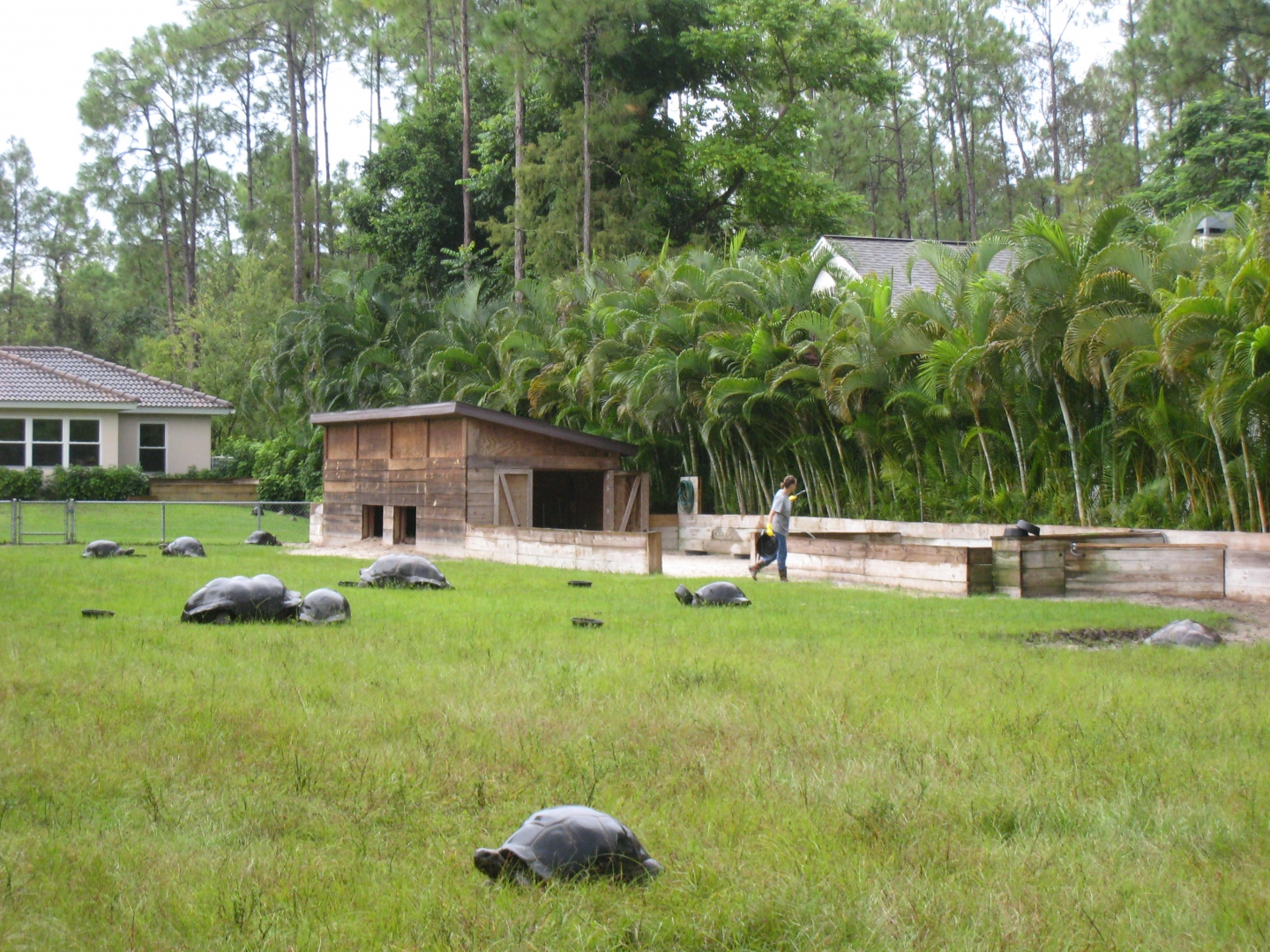 ALDABRA BREEDER