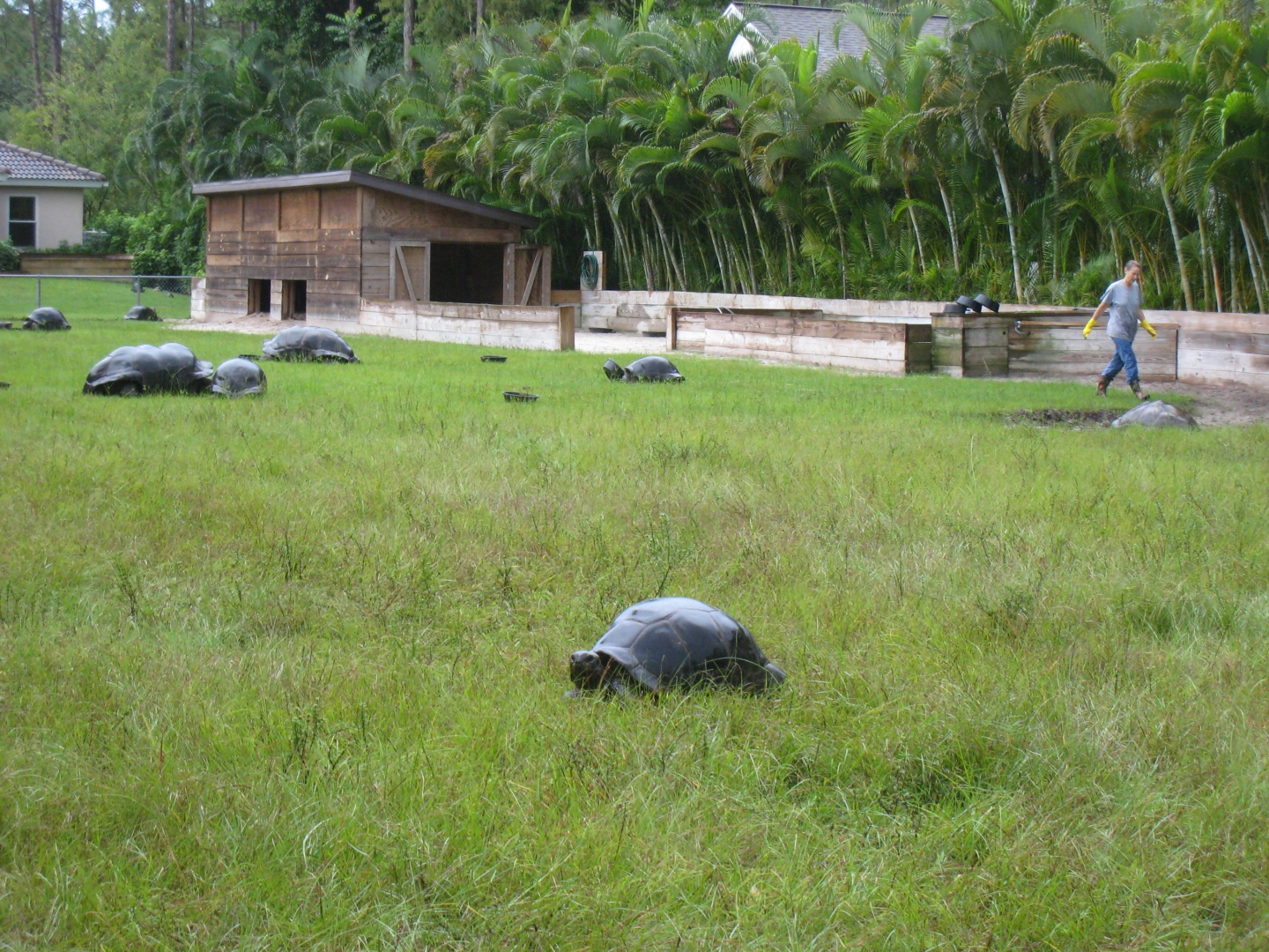 ALDABRA BREEDER