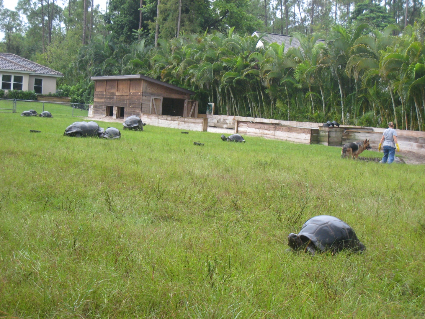 ALDABRA BREEDER