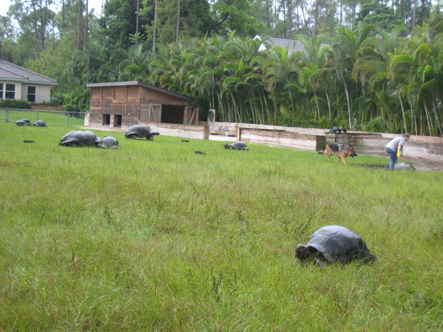 ALDABRA BREEDER