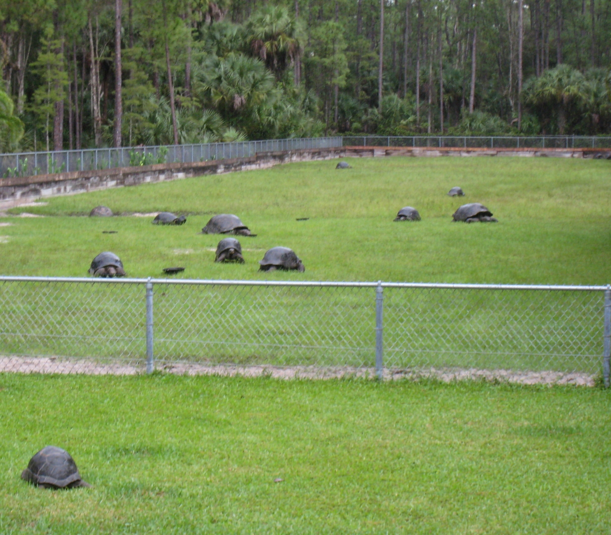 ALDABRA BREEDER