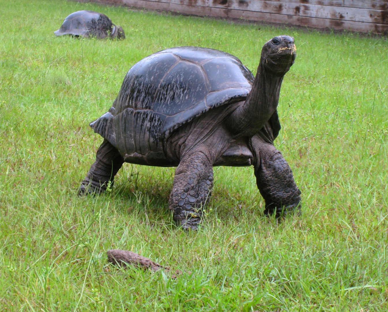 ALDABRA BREEDER