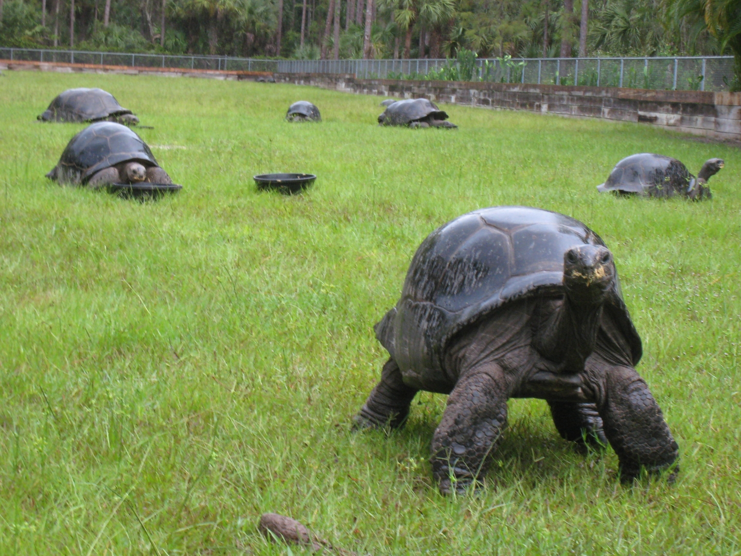 ALDABRA BREEDER