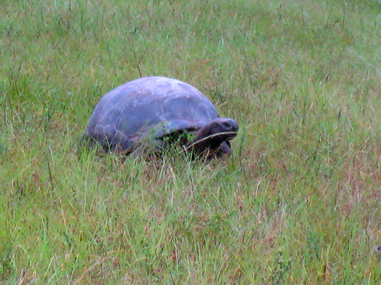 ALDABRA BREEDER