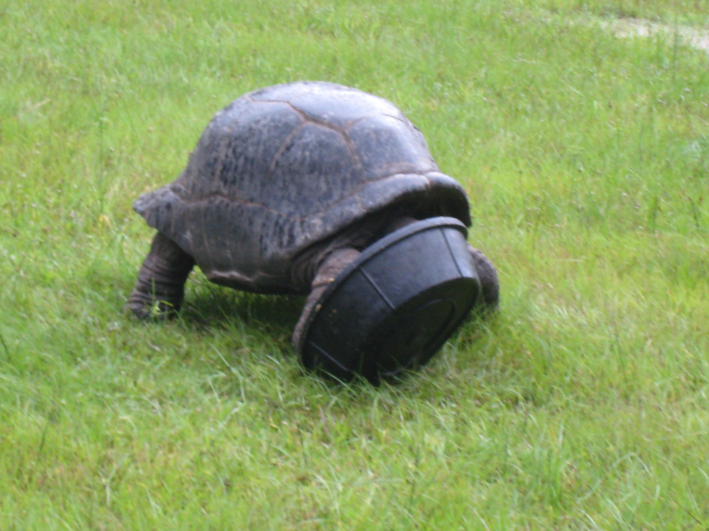 ALDABRA BREEDER