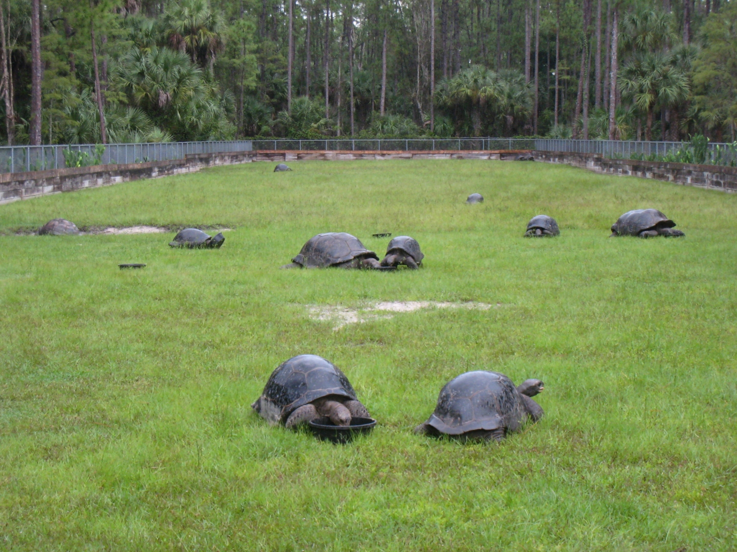 ALDABRA BREEDER