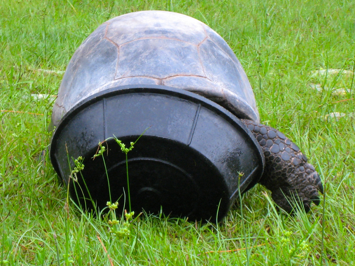 ALDABRA BREEDER