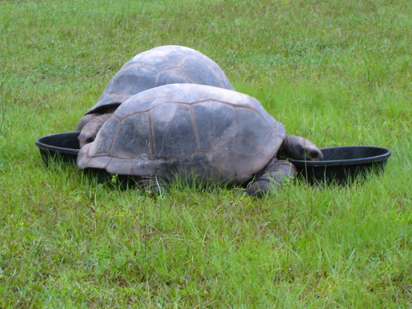 ALDABRA BREEDER
