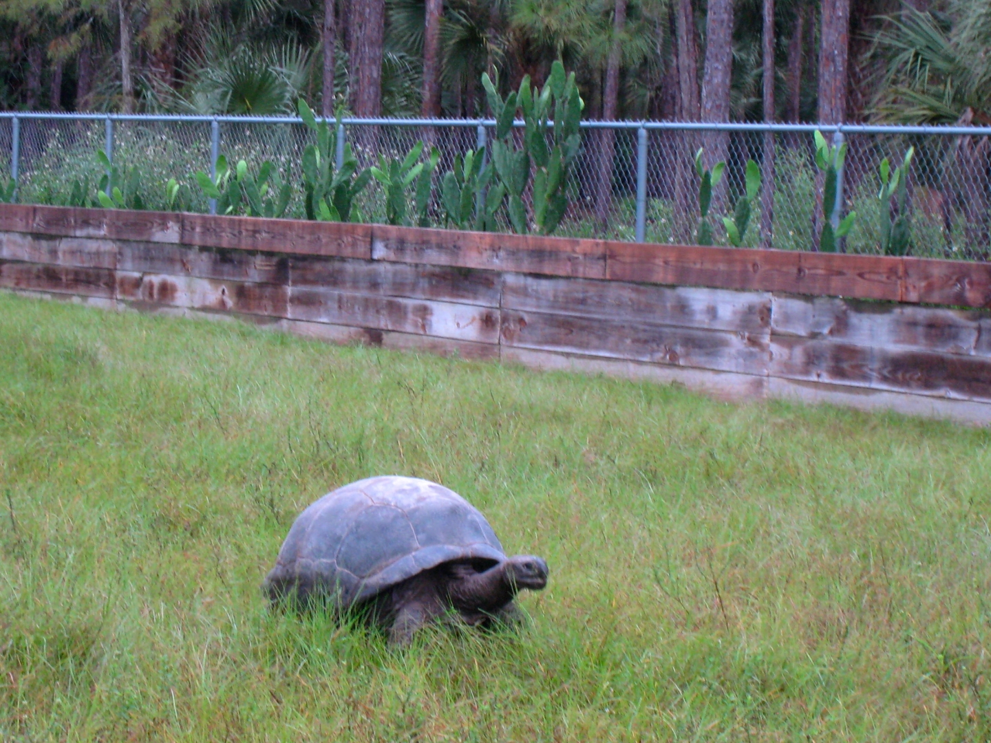 ALDABRA BREEDER