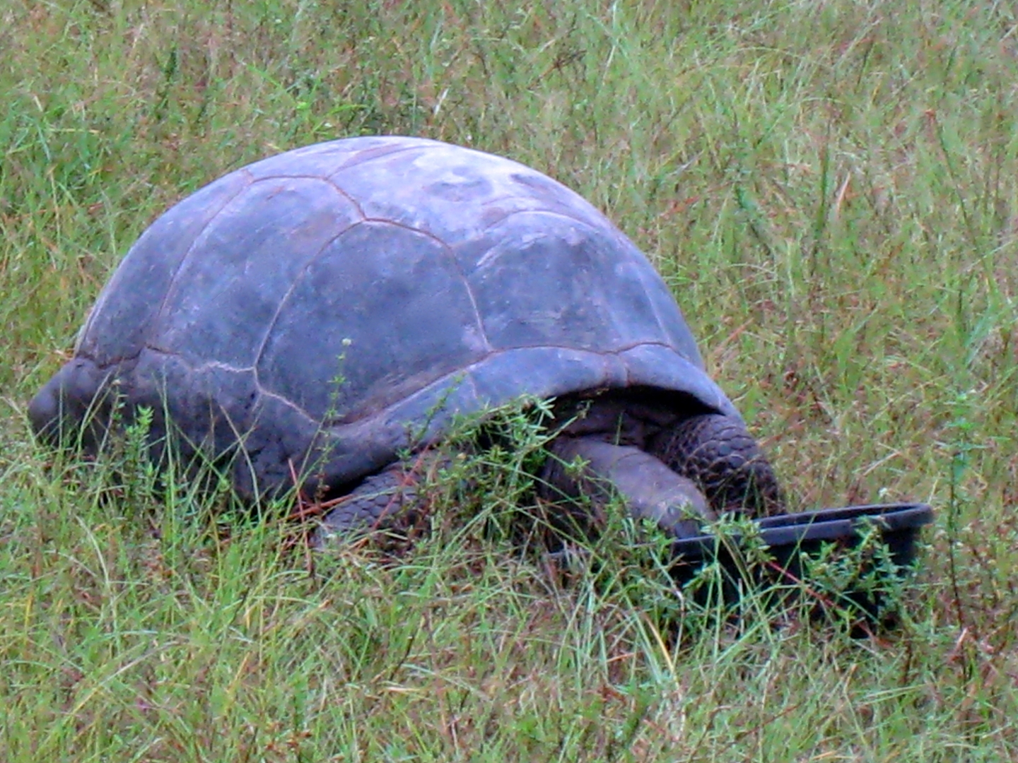 ALDABRA BREEDER