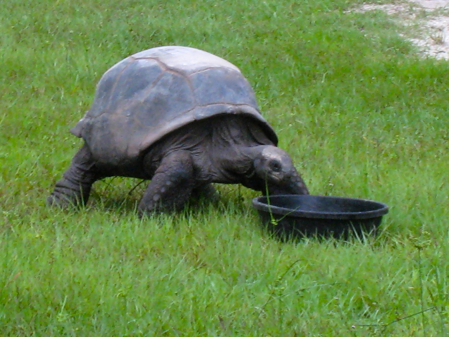ALDABRA BREEDER