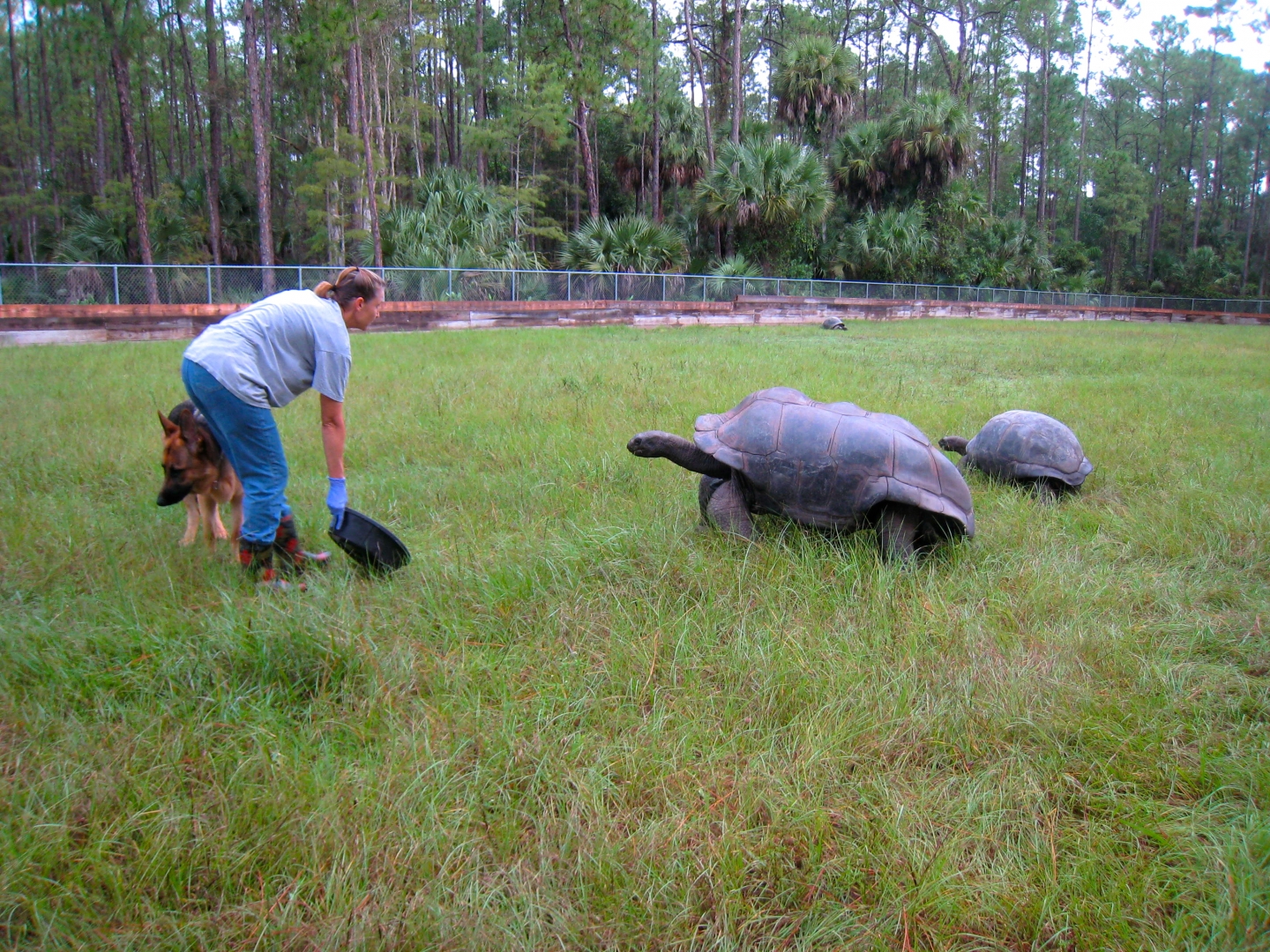 ALDABRA BREEDER