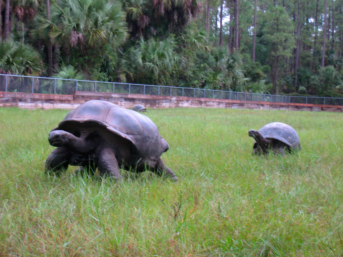 ALDABRA BREEDER
