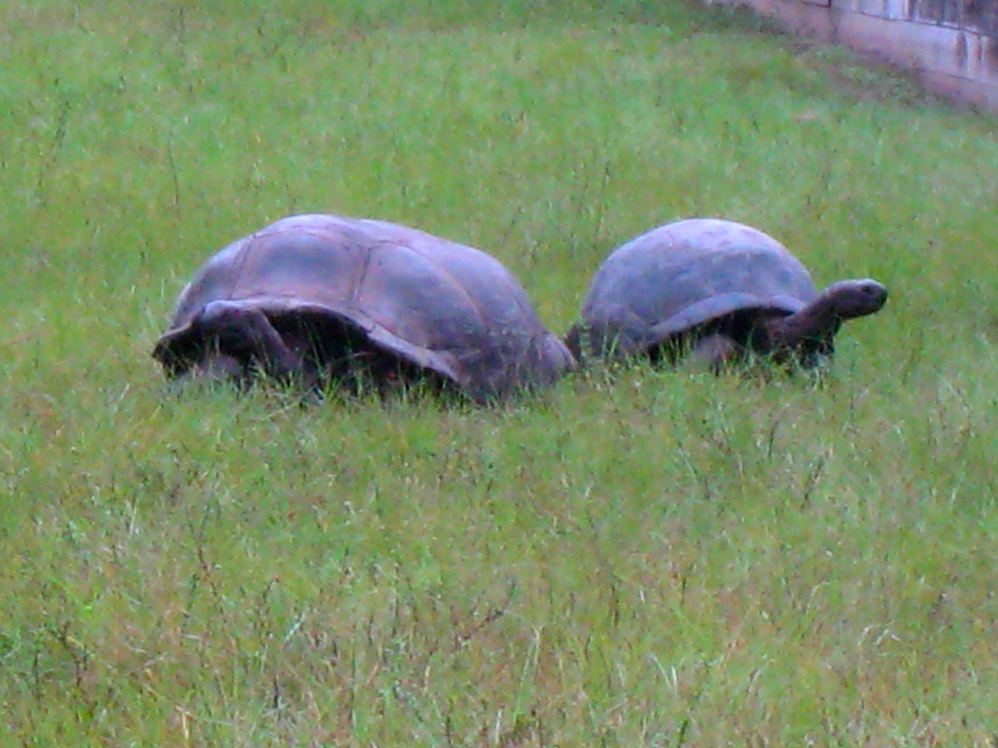 ALDABRA BREEDER
