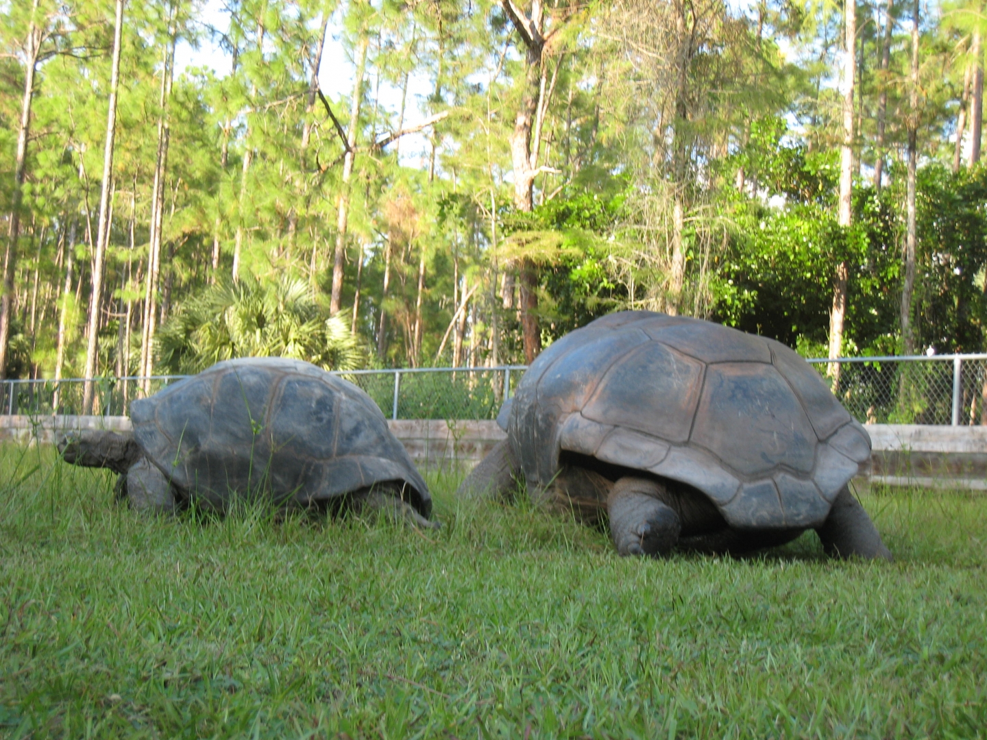 ALDABRA BREEDER