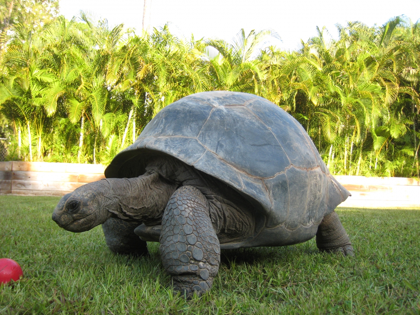 ALDABRA BREEDER