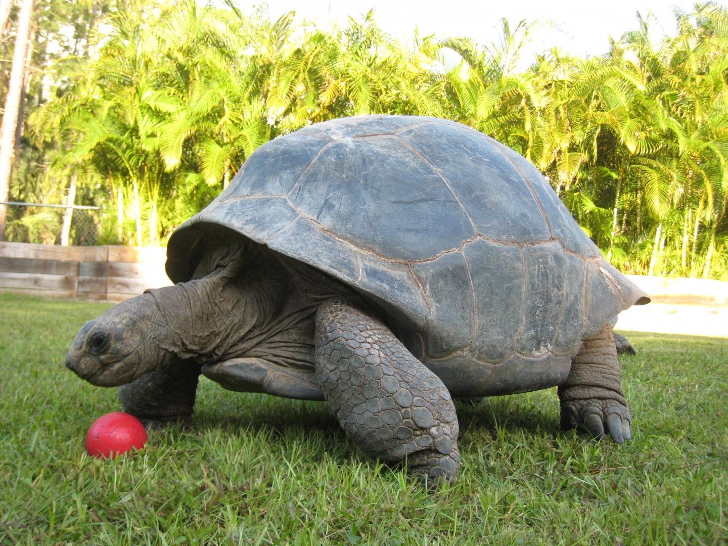 ALDABRA BREEDER