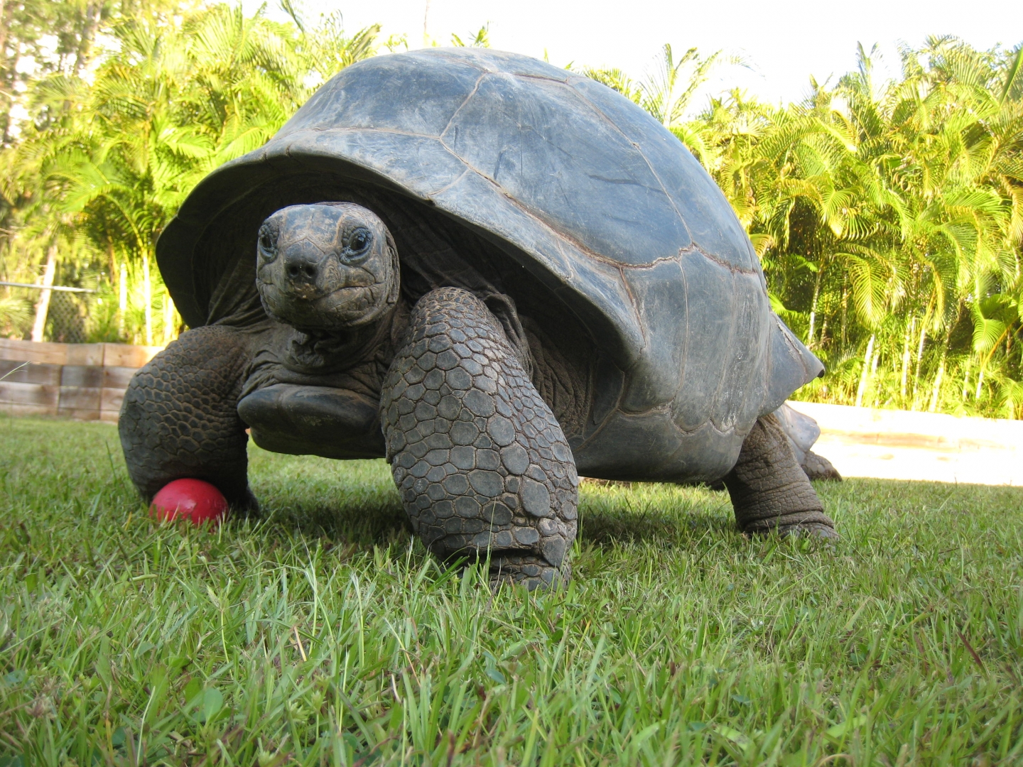 ALDABRA BREEDER