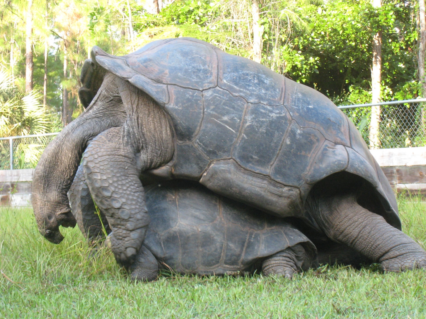 ALDABRA BREEDER