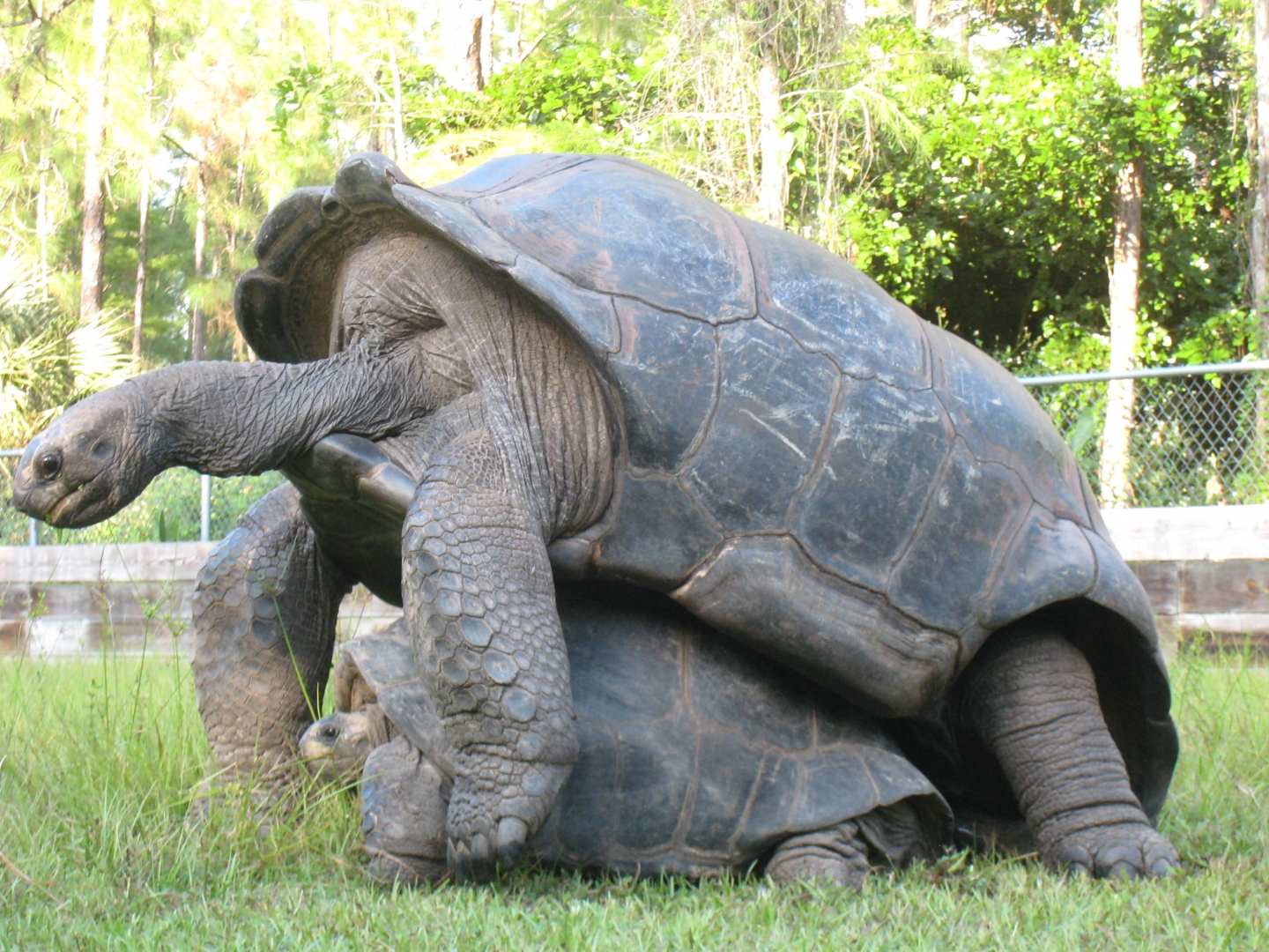 ALDABRA BREEDER