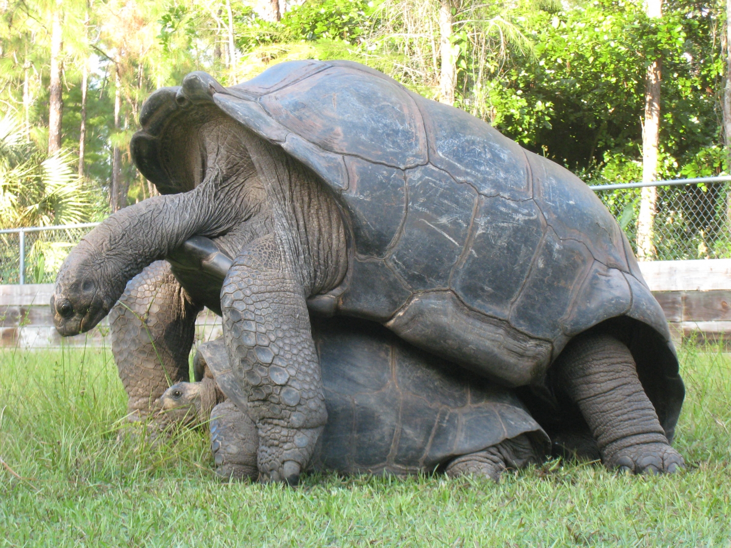 ALDABRA BREEDER