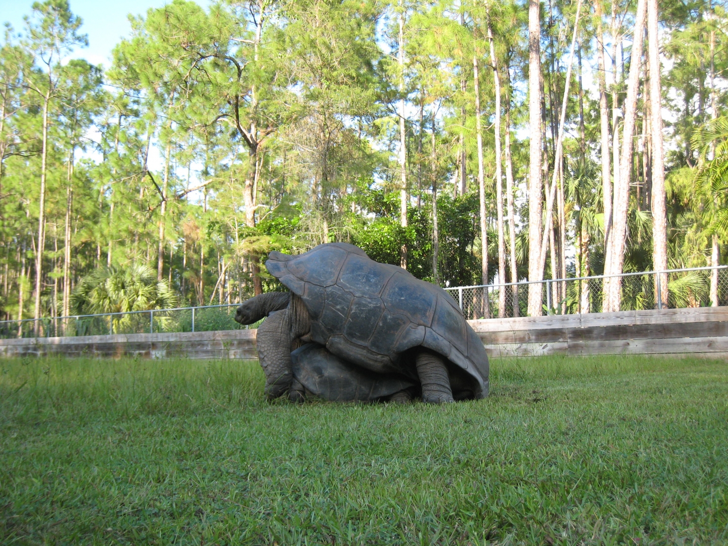ALDABRA BREEDER