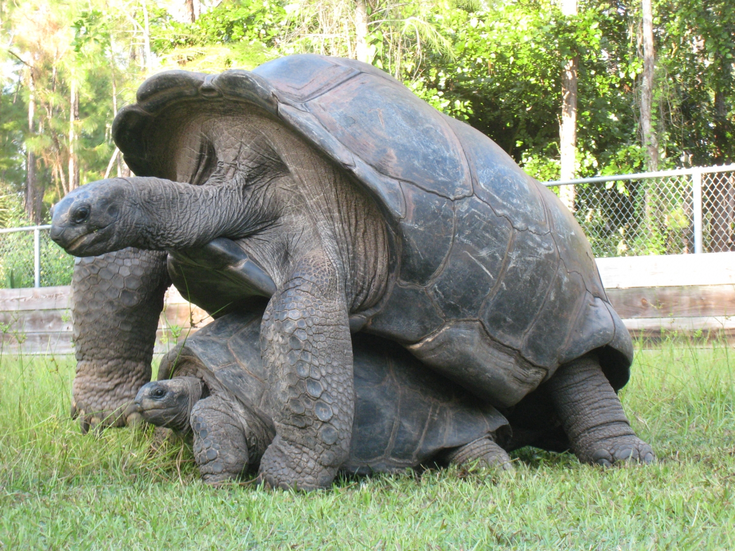 ALDABRA BREEDER