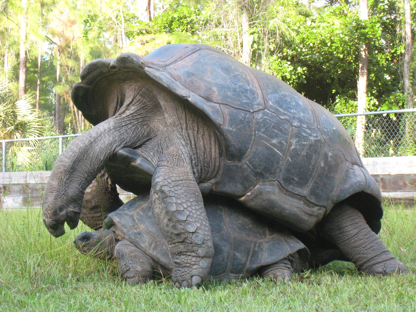ALDABRA BREEDER