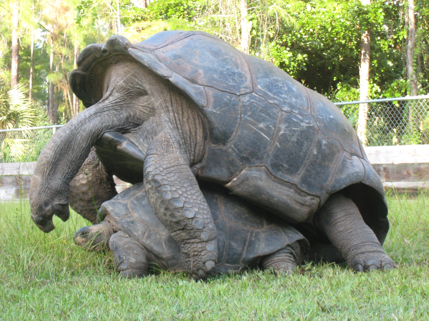 ALDABRA BREEDER