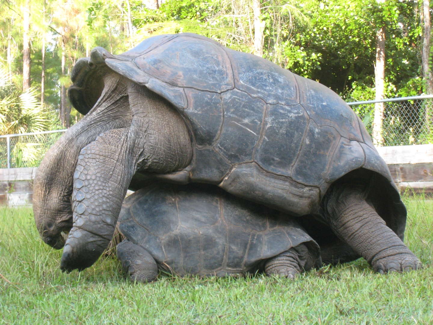 ALDABRA BREEDER