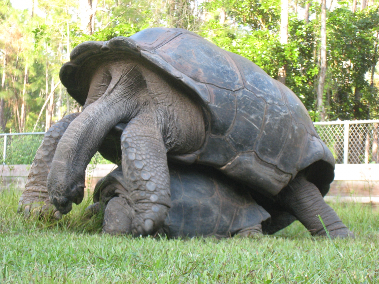 ALDABRA BREEDER