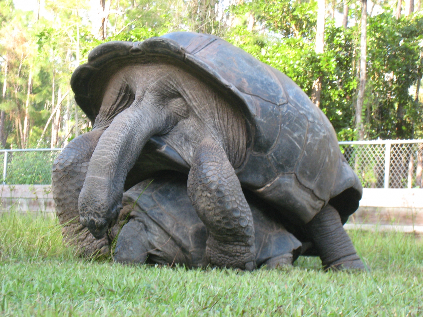 ALDABRA BREEDER