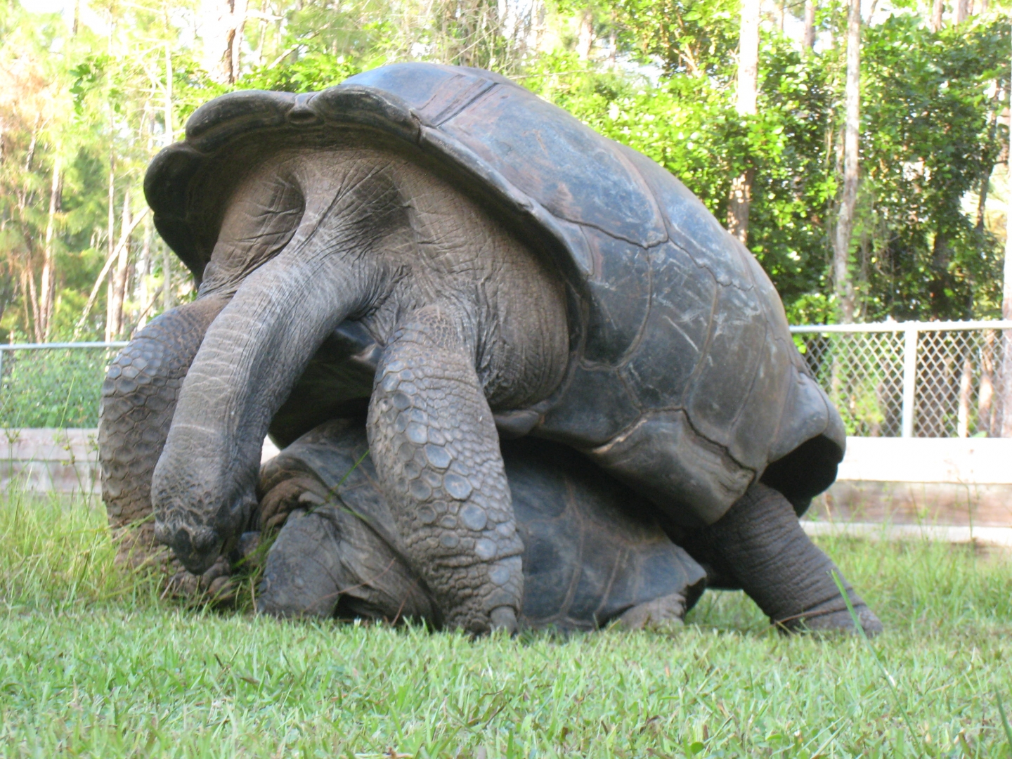 ALDABRA BREEDER