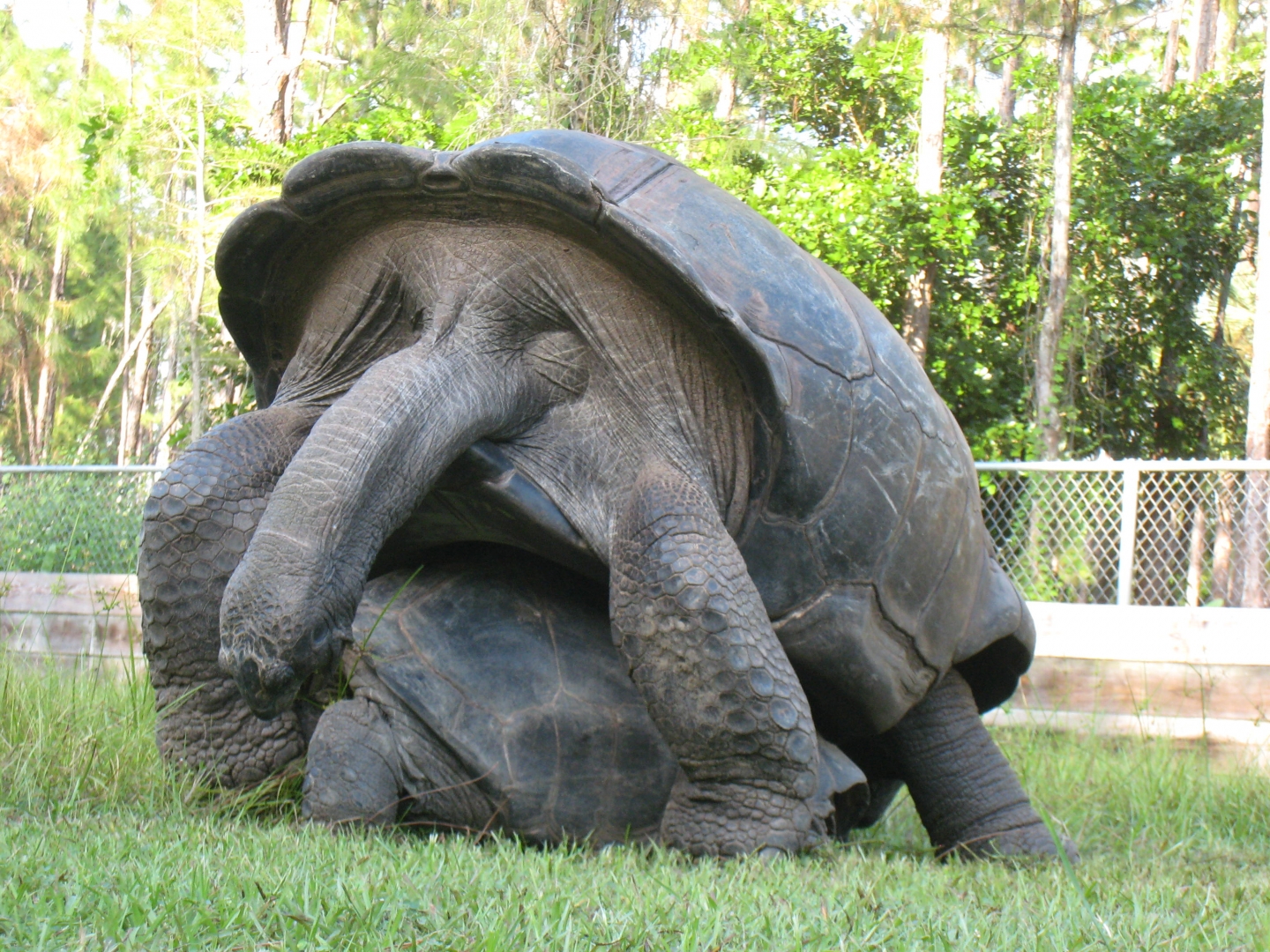 ALDABRA BREEDER