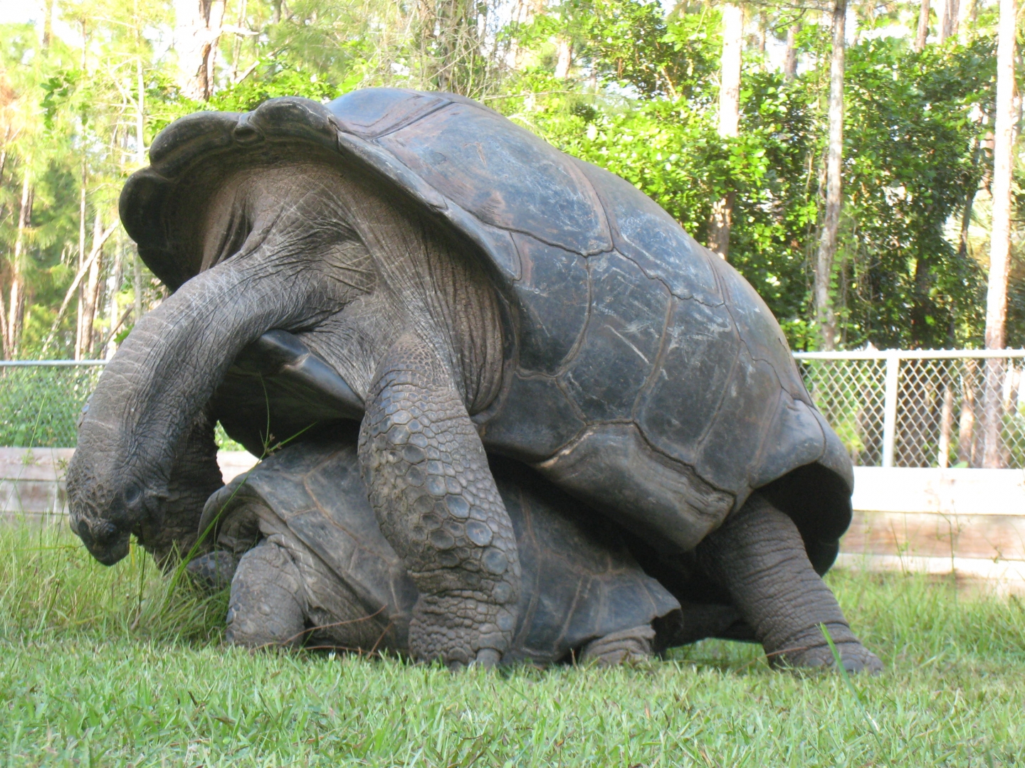 ALDABRA BREEDER