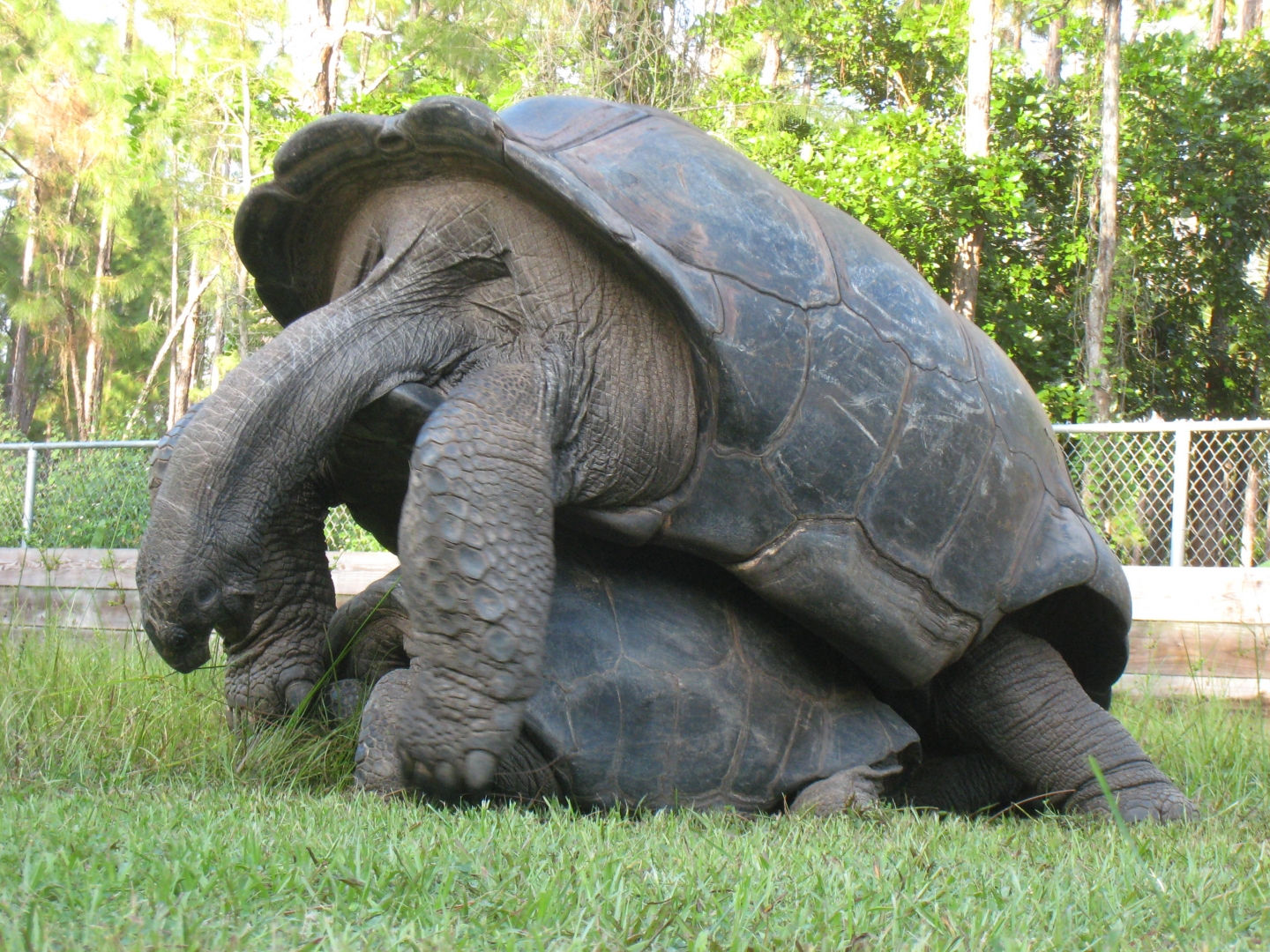 ALDABRA BREEDER
