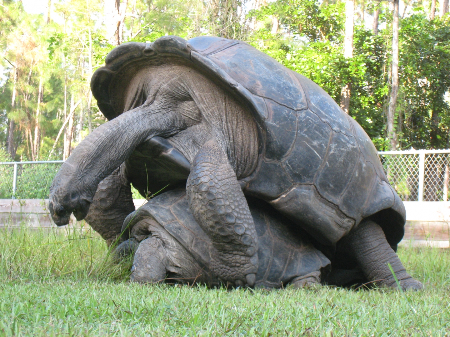 ALDABRA BREEDER