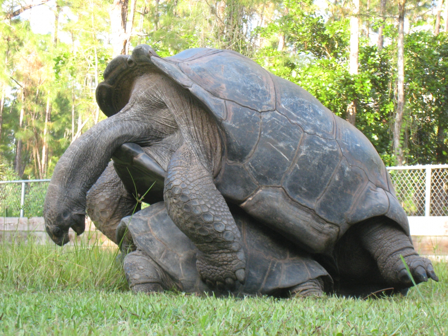 ALDABRA BREEDER