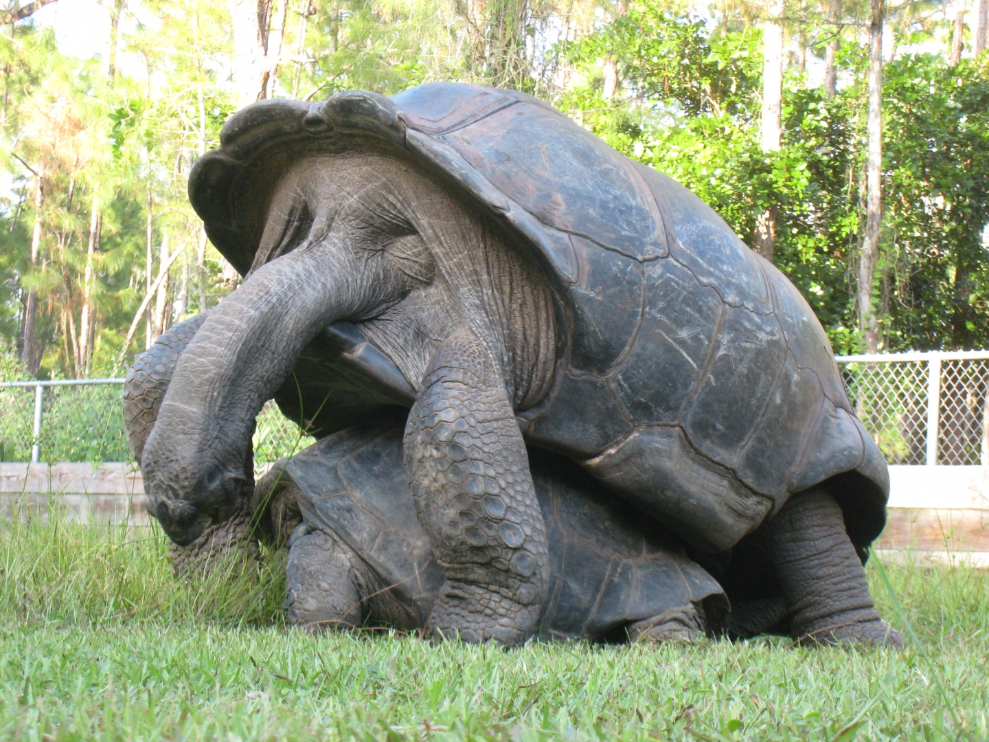 ALDABRA BREEDER