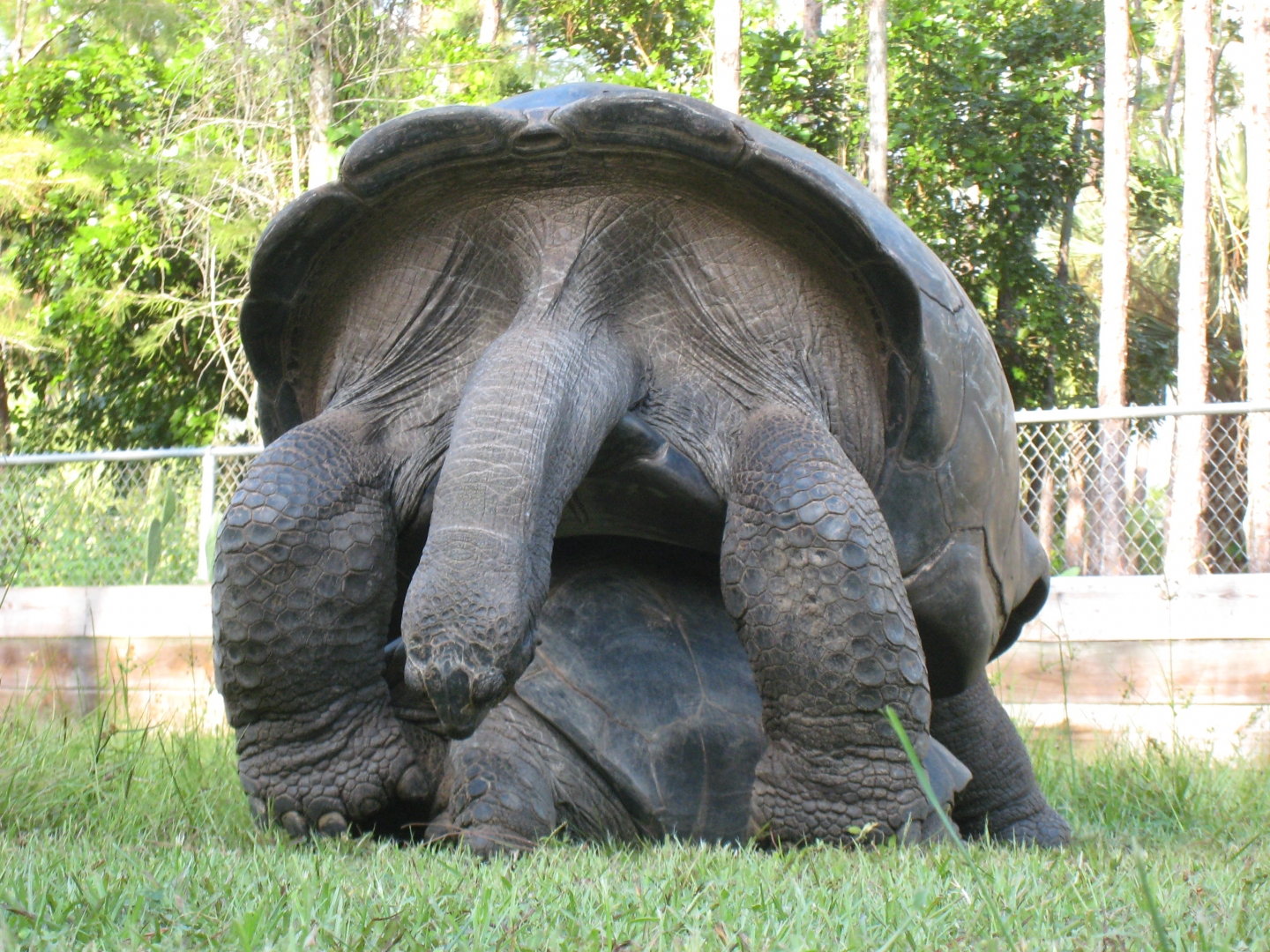 ALDABRA BREEDER
