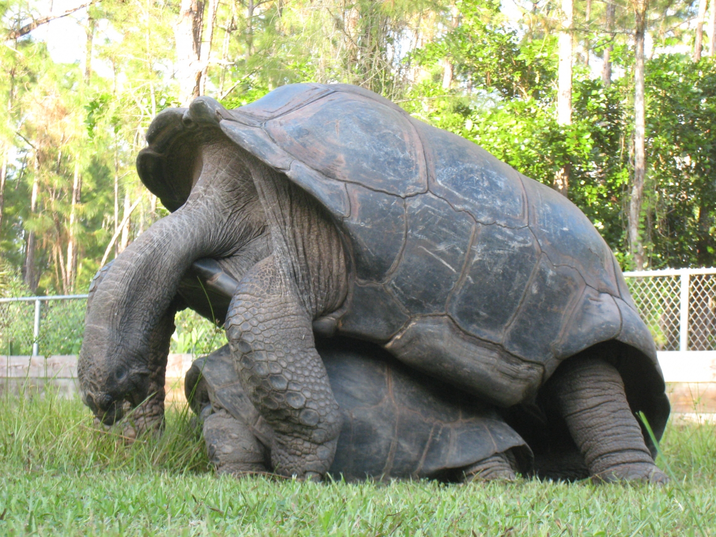 ALDABRA BREEDER