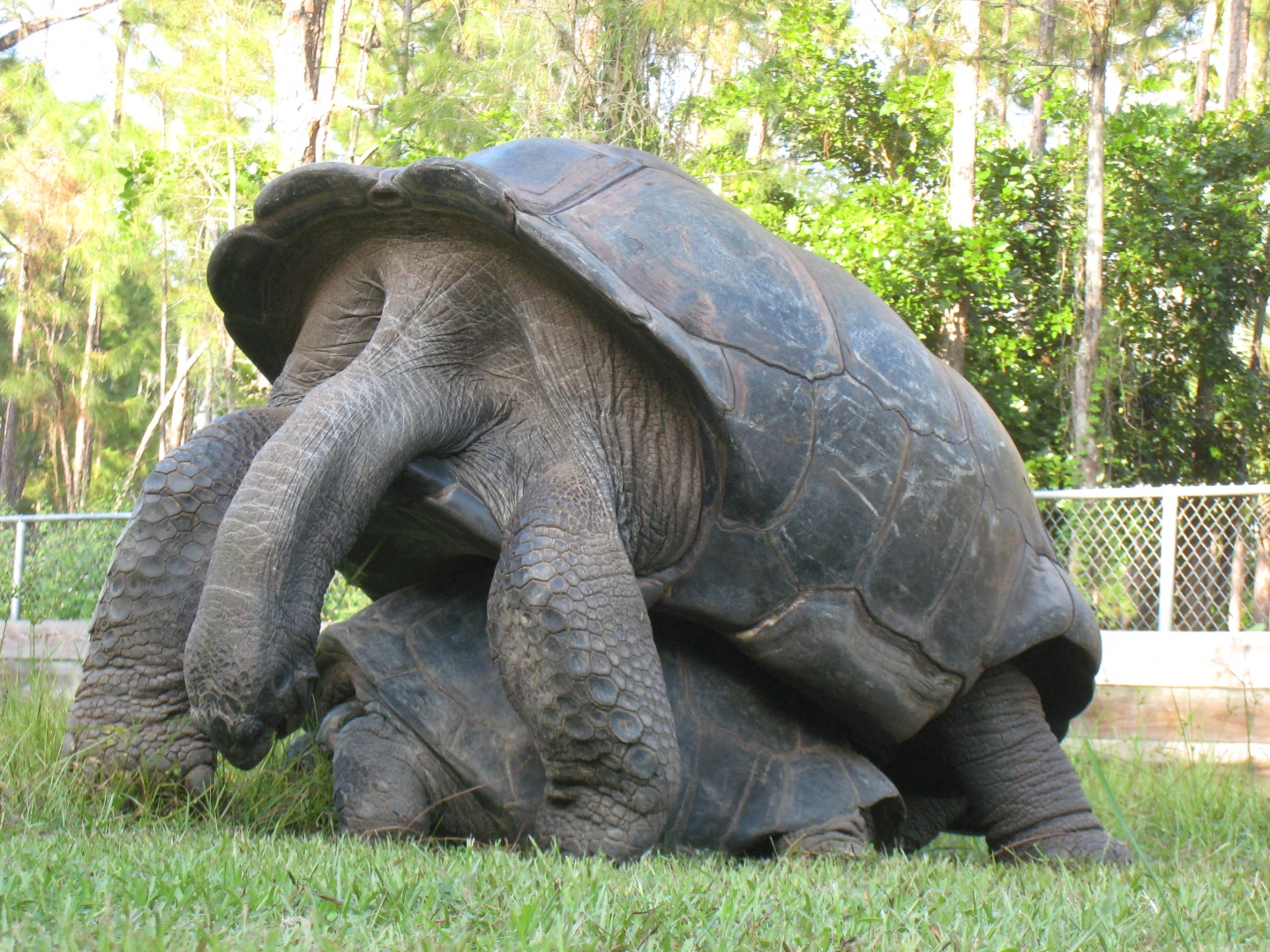 ALDABRA BREEDER